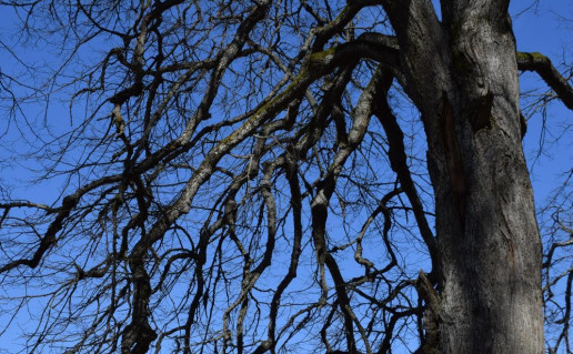 4_Joniškės liepa (4)_r1.jpg